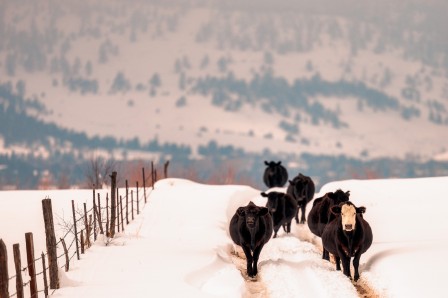 Jody Vining vacances chassé-croisé de vaches dans la neige