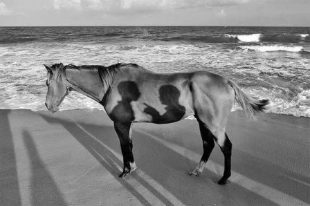 l'ombre du discours sur le ventre du cheval au bord de la mer
