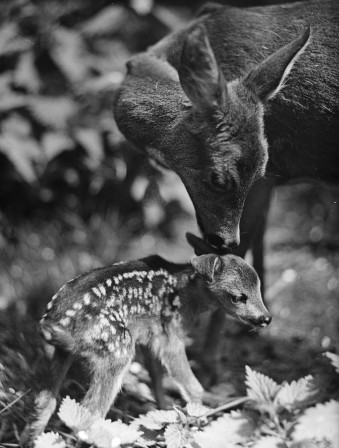 Käthe Hecht. Roe deer doe with fawn - Doe nursing three fawns, c. 1920-1930. biche et faon le fils préféré