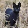 Katya Ignatiev Rare melanistic Serval chat mélanisme félin