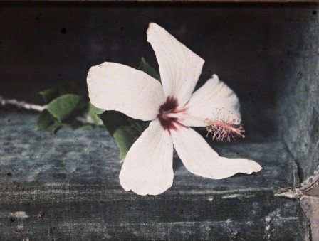 Léon Busy. A hybrid hibiscus flower, white with a purple center, circa 1918 couchées les fleurs