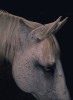 Letizia Le Fur la couleur des chevaux cheval blond peau blanche plein la mandibule