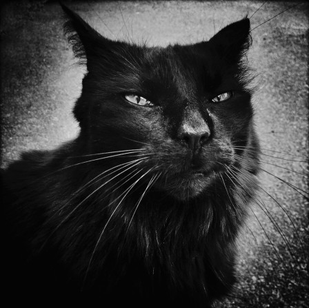 Malin Gezelius chat noir la blancheur des moustaches