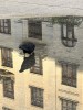 dans la rue, un corvidé boit dans une flaque d'eau où se reflète un immeuble, juste à la limite entre le soleil et l'ombre sur la façade d'icelui