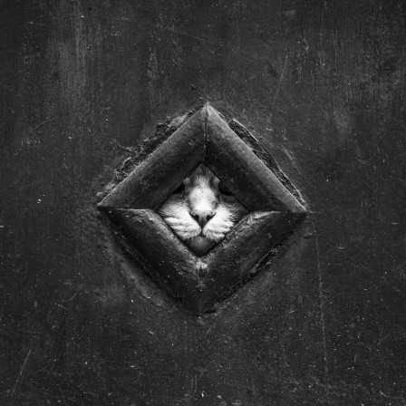 Marianna Zampieri Cave Cattus attention au chat