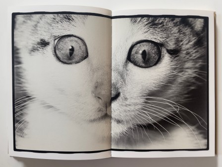 Masahisa Fukase Sasuke Dear Cat 1979 ma vie de chat