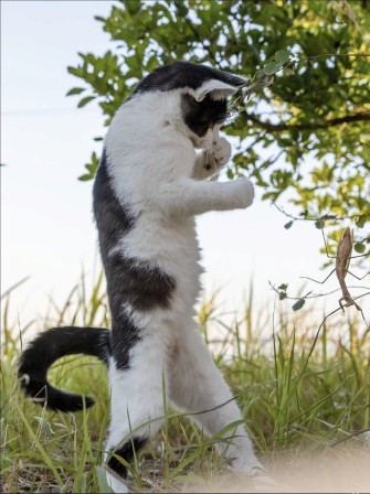 Masayuki Oki photographie de chats errants Tokyo le boxeur la vie est un combat