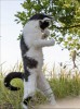 Masayuki Oki photographie de chats errants Tokyo le boxeur la vie est un combat