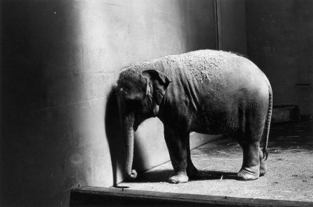 un éléphant enfermé dans une pièce exiguë, le front appuyé sur le mur