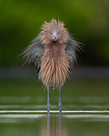 Nate Arnold oiseau