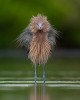 Nate Arnold oiseau