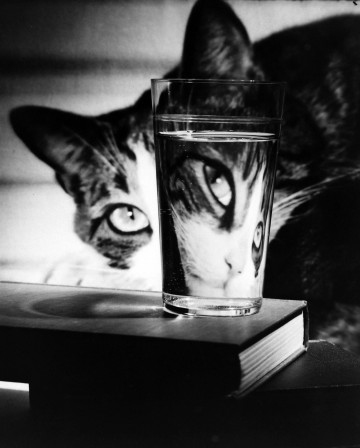 Nina Leen, 1963 chat l'oeil de verre