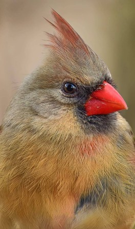 Northern Cardinal Cardinal rouge soideau