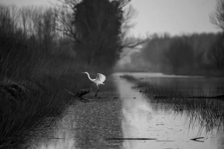 Pamela Doretti. Padule di Fucecchio, Italy oiseau la boue et la grâce