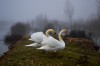Patty K cygnes marchons marchons qu'un sang impur abreuve nos sillons