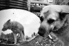 Pavel Volkov portrait de chien au marché de Moscou Russie je n'aime pas me regarder dans le miroir