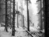 Photo by Pierre Faure, 2020 l'homme dans la forêt enneigée