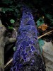 Photograph by Gunter Miglanz Cobalt crust fungus, Germany  les champignons bleus John Boorman la forêt d'améthyste