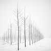 Pierre Pellegrini arbres nus en hiver quinconce la stratégie du fer de lance