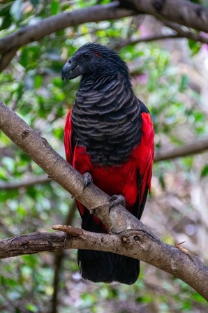 Psittrichas de Pesquet ou perroquet de Pesquet ou Dracula parrot oiseau