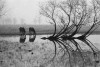René Burri (Swiss 1933-2014 Argentine 1958 cheval table des cinq deux chevaux plus trois arbres