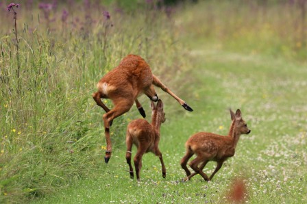 Roe Deer Capreolus capreolus rådjur. Värmland, Sweden (4 July 2020) mère de Bambi danseuse étoile maman c'était l'artiste de la famille
