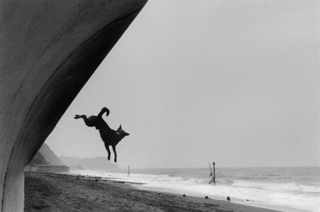 Roger Deakins The joy of flight Teignmouth England 2000 j'aurais pu être un oiseau