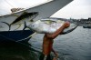 S. Mindanao. General Santos City Harbor, Unloading Tuna Fish, Photo by Bruno Barbey, 1995 poisson poser ou ne pas poser pour les artistes