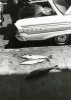 San Francisco, Photo by Gary Krueger, 1970s le scandale des poissons abandonnés au moment des vacances