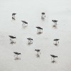 Steve Deer Eleven Pipers piping Sandpipers wading and feeding on the beach oiseaux les bécasseaux 12 - 1.