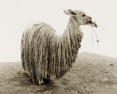 Stuart Redler Sheep beaucoup d'animaux à poil laineux restent indifférent au sort des agneaux à Pâques