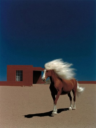 devant un bâtiment de briques rouges, un cheval blond platine, un vent romantique dans la crinière, s'avance dans le désert