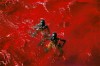 Swimming in Crimson  - Two boys contrast against the surreal red of Lake Retba, a natural marvel in Senegal known for its vivid hue. le passage de la mer rouge