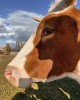 sur la tête d'une vache le soleil projette l'ombre d'un visage de femme
