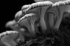 The Mushroom Race by Leon Grüner The Monochrome Photography Awards la race des champignons