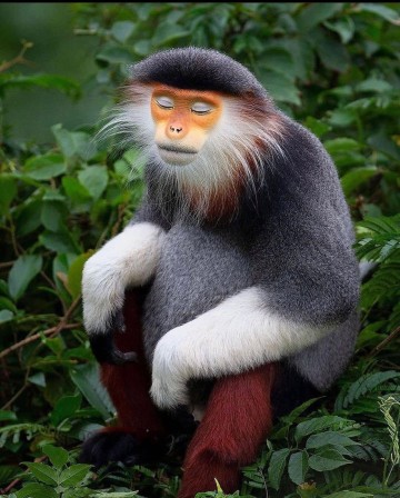 The Red-Shanked Douc Langur la sagesse du singe j'ai pris des couleurs