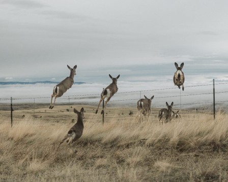 The Wellspring, Brendon Burton Odocoileus hemionus, Cerfs mulets sautant par dessus une cloture Cervidé qui vit dans les forêts de l'Ouest de l'Amérique du Nord la ruée vers la mer
