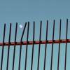 Timo Lemmetti l'influence de la lune sur les barreaux des grilles