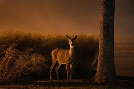 White-tailed Deer. 5.12 am. 55° F. September 23, 2024. Cove Island Park, Stamford, CT. (dkct25) Bambi