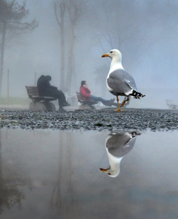 Yaşar Koç la ronde de l'oiseau le gardien du parc