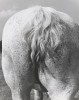 Ylla before 1955 cheval un cul de percheron