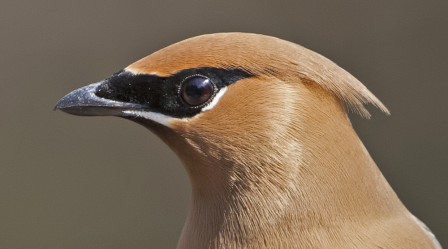 @Albatrossity@lor.sh Cedar Waxwing Kansas 2016 Donald Trump le Jaseur d'Amérique.jpg, janv. 2024