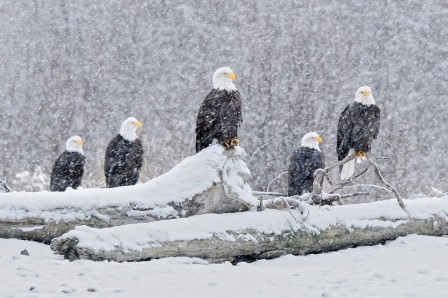 aigle chutes de neige sur la rivière Chilkat, pygargues à tête blanche perchés sur une souche d'arbre près de Haines dans le sud de l'Alaska