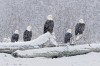 aigle chutes de neige sur la rivière Chilkat, pygargues à tête blanche perchés sur une souche d'arbre près de Haines dans le sud de l'Alaska