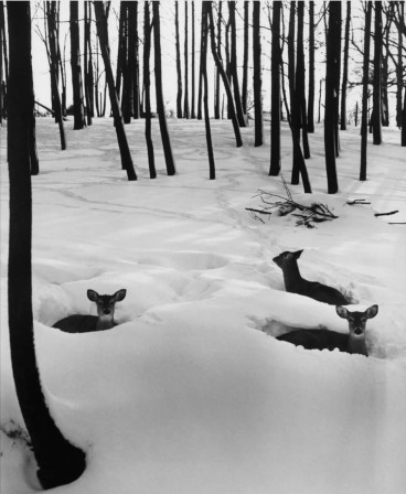 bambi et ses frères dans la neige.jpg, janv. 2024