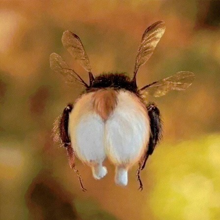 bee zoophilie le cul des abeilles fesses enculer les mouches et plus si affinités