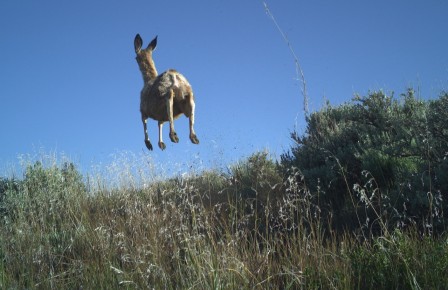 biche lévitation vol