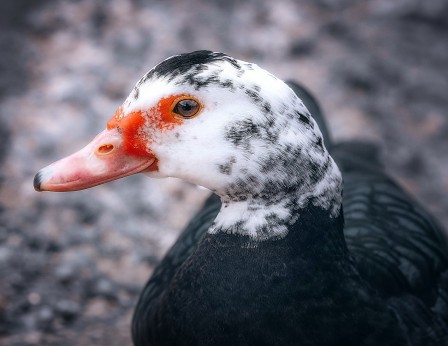 canard de Barbarie bonjour les barbares un peu de rouge autour du bec