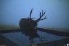 cerf une gorgée d'eau froide