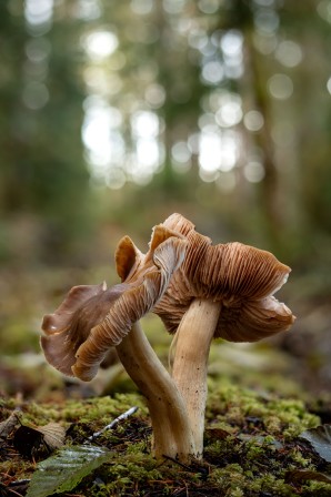 champignon la tête sur la mousse Inocybe aeruginascens